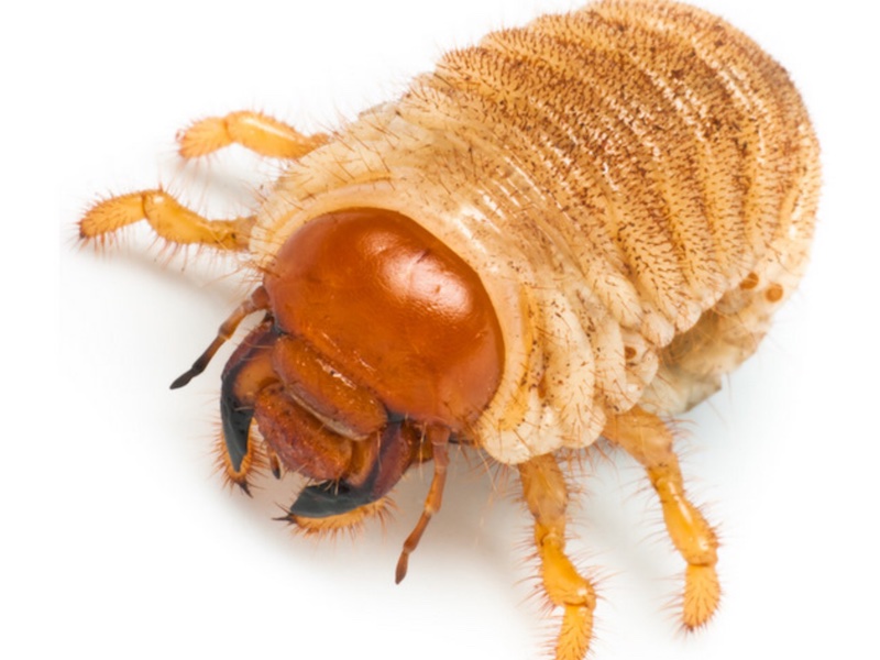 Grubs: What you need to know about the most destructive & common of all lawn pests