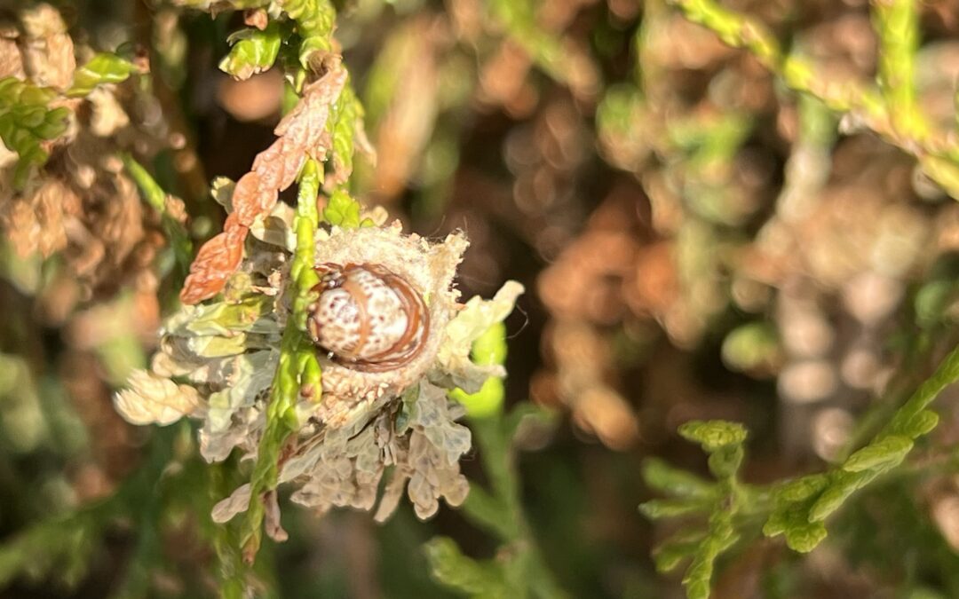 Defeating Bagworms: Proven Strategies for a Thriving, Pest-Free Landscape