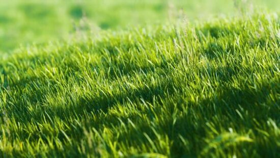 Sun or Shade: How to Choose the Perfect Grass for Your Lawn