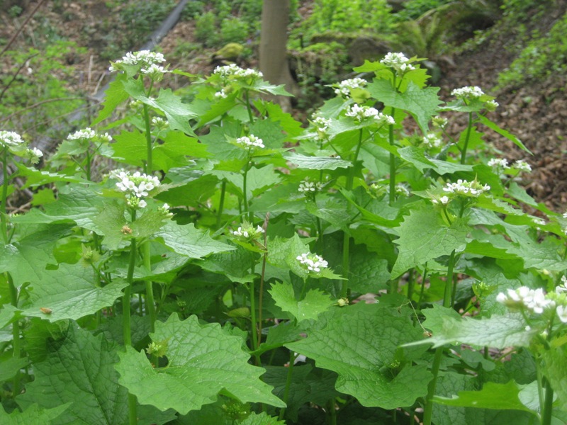 Controlling Invasive Plant Species in Illinois