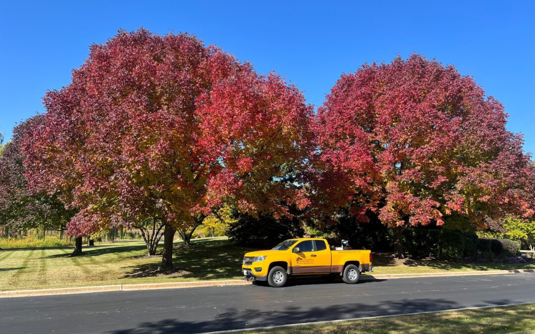 Get Your Lawn Winter-Ready: Proven Fall Cleanup Tips for a Lush Spring